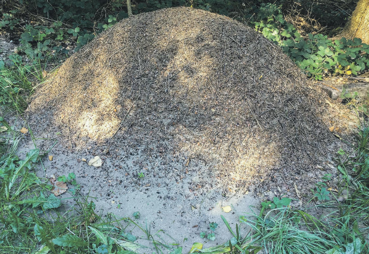 Ein sehr grosser schöner Ameisenhaufen in Schneitberg, mit den vielen eifrigen Ameisen. Schön sowas zu sehen. Leserbild: Monika Specker, Häuslenen