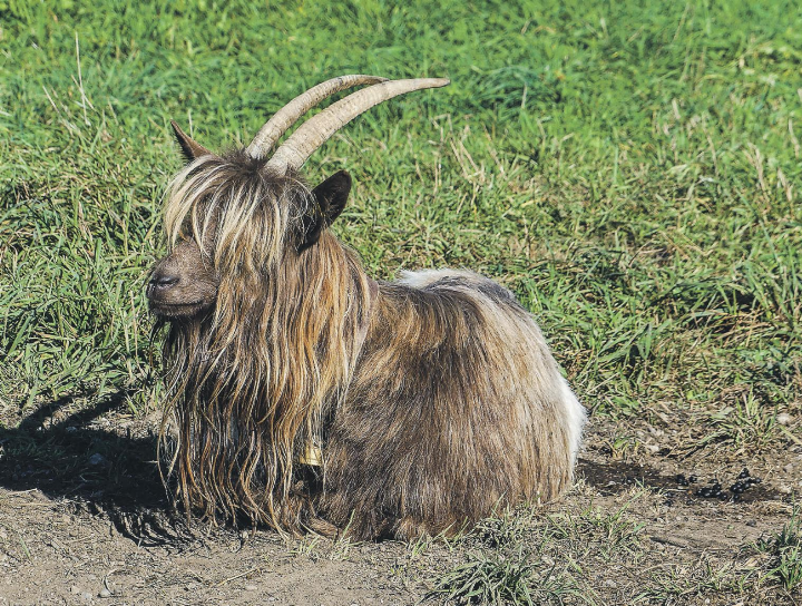 Diese Geissen-Dame lebt in Hagenbuch und hat keinen Bock für den Coiffeur. Leserbild: Hans Maag, Elgg