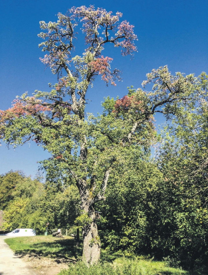 Herbstbaum in der Nähe von der Guhwilmühle in Elgg. Leserbild: Monika Specker, Häuslenen