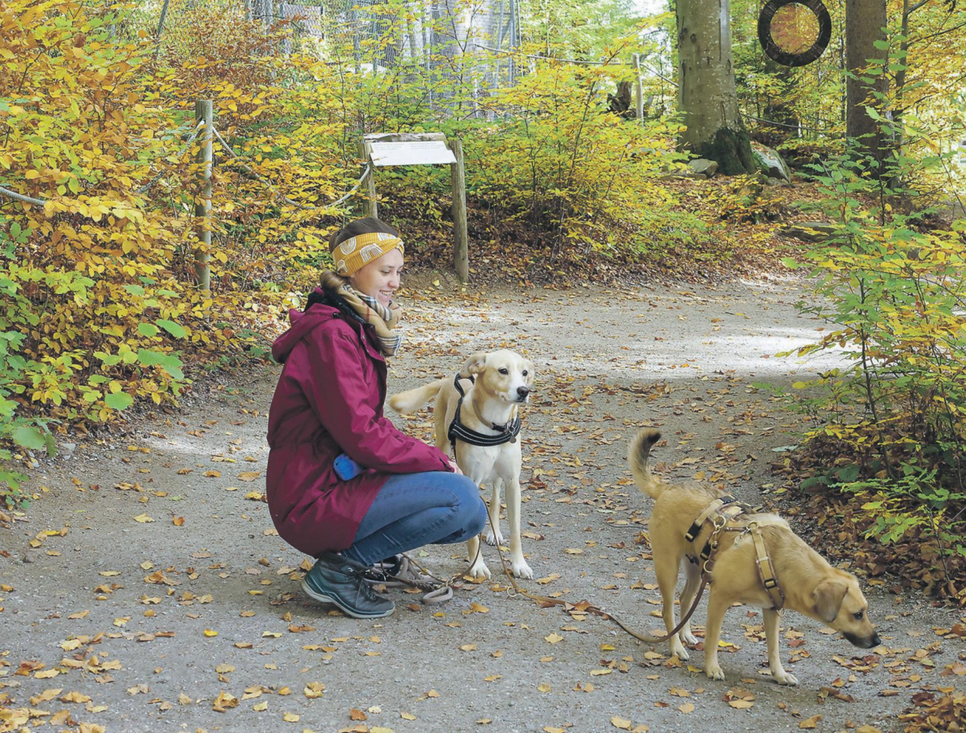 Herbstfeste sind kein Hundeplausch - Das Bild wird blockiert. – Möglicherweise durch einen aktiven Adblocker.