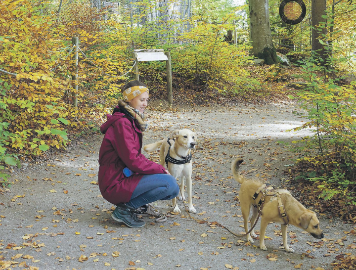 Ein Spaziergang in ruhiger Umgebung ist für die meisten Hunde deutlich angenehmer als ein Besuch an einer Chilbi oder Herbstmesse. Bild: VIER PFOTEN