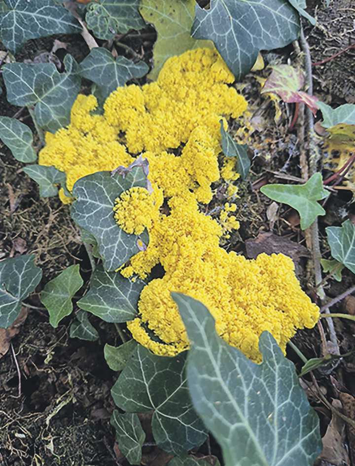 Die Natur überrascht immer wieder! Dieses leuchtend zitronengelbe Gebilde ist die Gelbe Lohblüte oder auch Hexenbutter genannt. Entdeckt im Wald in Aadorf. Leserbild: Hildegard Kissling, Aadorf