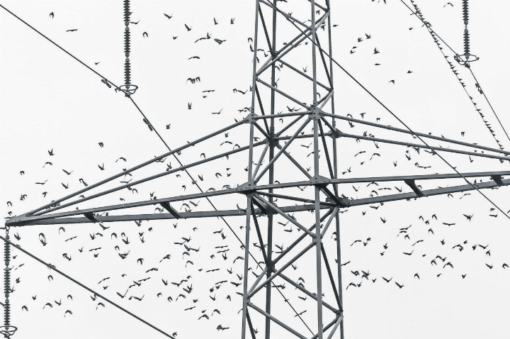 Nach Rast auf dem Strommast: Es drängt die Vögel weiter nach Süden ans warme Mittelmeer. Aufgenommen in Ettenhausen. Leserbild: Hans Maag, Elgg