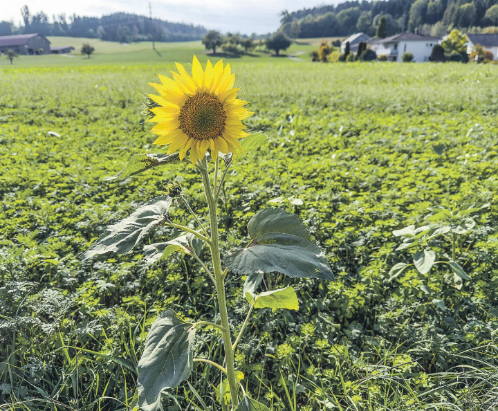 Eine einsame letzte Sonnenblume vor dem Herbsteinbruch. Leserbild: Ruedi Fischbacher, Wittenwil